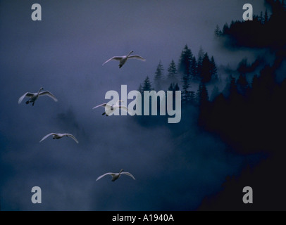 Schwäne fliegen durch Nebel im Wald Stockfoto