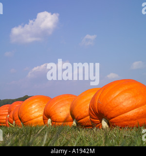 Eine Reihe von orange Kürbisse Stockfoto