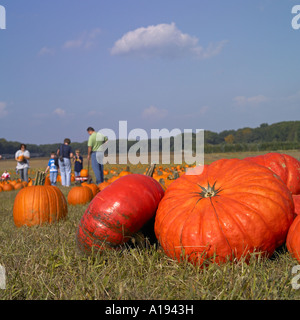 Menschen, die Abholung der orange Kürbisse im Feld Stockfoto