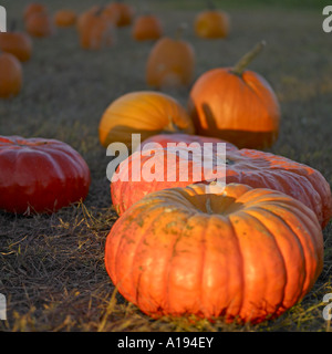 Die orangefarbene Kürbisse im Feld Stockfoto