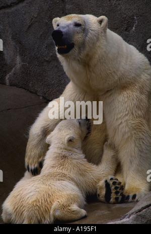 Eisbär-Sau mit Cub Krankenpflege Stockfoto