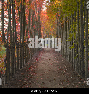 Ein Pfad in den Wald Herbst Stockfoto