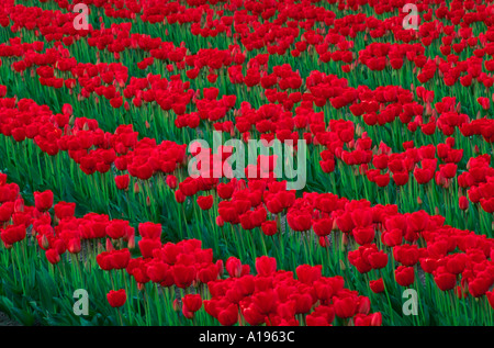 Rote Tulpe Felder Skagit Valley Mount Vernon Washington Stockfoto