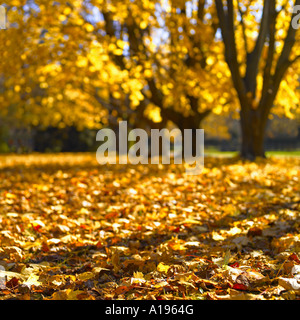 Goldenes Laub auf Bäumen und am Boden Stockfoto