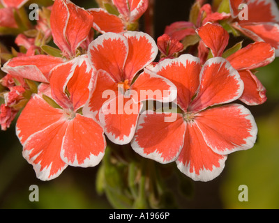 Cluster von roten und weißen Blüten von Geranium hybride Sorte Herr Wren Stockfoto