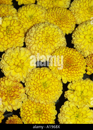 Cluster von hellen gelben Ringelblumen mit Orange Rüschen Kanten, um ihre dekorativen Blätter Stockfoto
