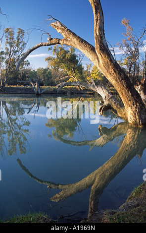 Gewölbter toter Baum spiegelt sich in den blauen Gewässern des Murrumbidgee River nahe der australischen outback Stadt Heu, NSW Stockfoto