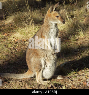 Eine australische rote necked Wallaby mit einem jungen Joey in ihrem Beutel in der Wildnis inmitten der Wälder von Wilderness National park Stockfoto