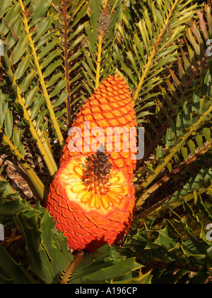 Leuchtend orange Früchte und Samen einer Palme Zamia Zamia Encephalatos Ferox unter den Pflanzen Smaragd grünes Laub Stockfoto