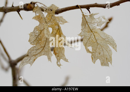 Transparente trockene Eichenblätter im Winter mit Schnee Hintergrund an einem Ast hängen. Stockfoto