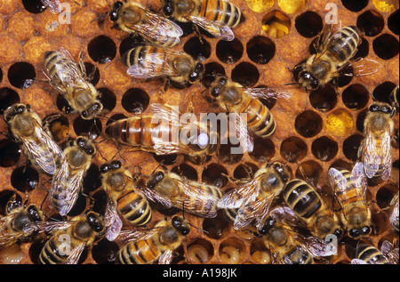 Europäische Honigbiene, westliche Honigbiene (APIs mellifera, APIs mellifica). Gekennzeichnete Königin, umgeben von Arbeitern auf Brutkamm Stockfoto