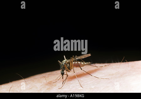 Haus Mücke / Culex Pipiens Stockfoto