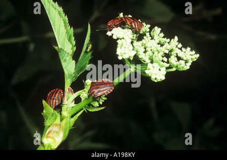 Schild Bugs auf Blume / Graphosoma Lineatum Stockfoto