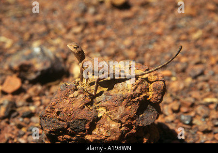 Ring tailed Drache auf Fels / Ctenophorus Caudicinctus Stockfoto