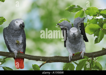 zwei Kongo afrikanischen grau Papageien auf AST / Psittacus Erithacus Stockfoto