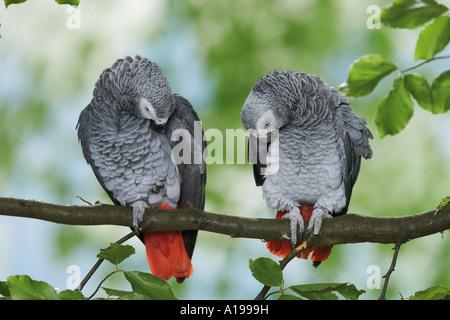 zwei Kongo afrikanischen grau Papageien auf AST / Psittacus Erithacus Stockfoto