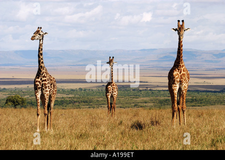 drei Masai Giraffen / Giraffa Plancius Tippelskirchi Stockfoto