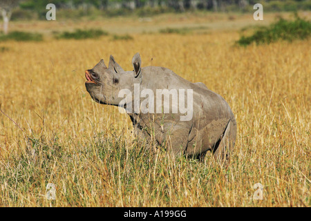 junge schwarze Nashorn / Diceros Bicornis Stockfoto