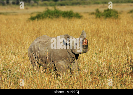 junge schwarze Nashorn / Diceros Bicornis Stockfoto