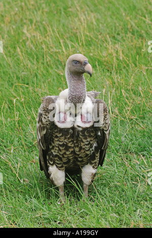 Rüppell Geier auf Wiese / abgeschottet Rueppellii Stockfoto