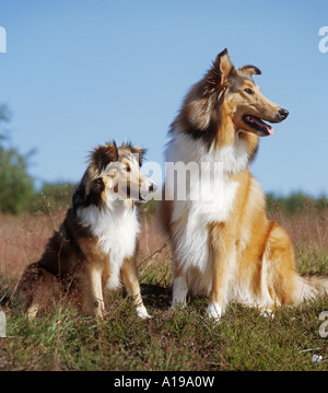 Collie und Sheltie sitzen auf der Wiese Stockfoto