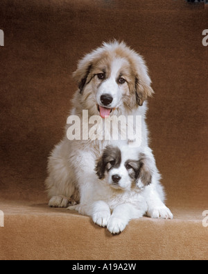 Pyrenäen-Berghund - Welpen und junge Hunde Stockfoto