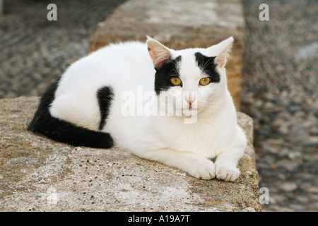 Katze liegend auf Wand Stockfoto