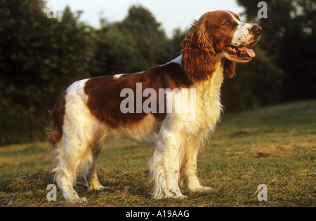 Welsh Springer Spaniel. Erwachsener Hund stehend auf einer Wiese gesehen seitlich Stockfoto