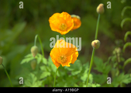 Mohnblumen Inverewe Gardens Poolewe Wester Ross Highland Stockfoto