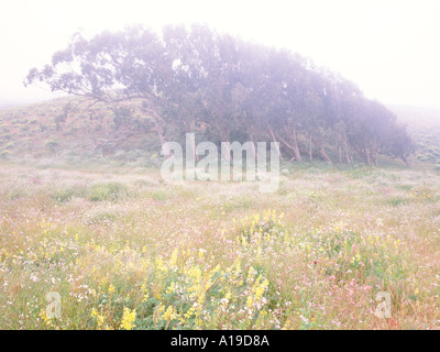 Sommer Wildblumen Wiese und Eukalyptus Hain im Nebel Stockfoto