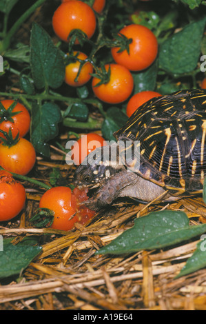 Die Pest: Eine reich verzierte, Schildkröte, terrapene Ornata, ist Essen sungold Cherry Tomaten in einem Gemüsegarten Midwest USA Stockfoto