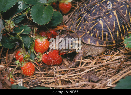 Eine reich verzierte, Schildkröte, terrapene ornata, wird begeistert sein ein pest durch den Verzehr von frischen Reifen Erdbeeren in einem Home Gemüsegarten, Missouri USA Stockfoto