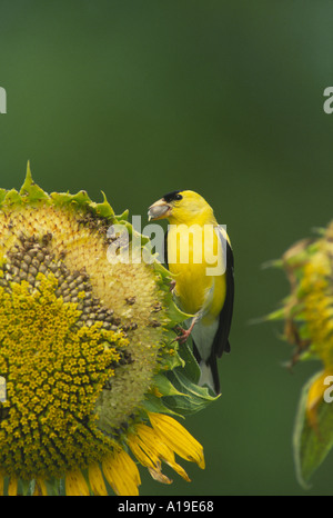 Helle gelbe männliche amerikanische Stieglitz sitzt auf eine große Sonnenblume Essen Sonnenblumenkerne, Midwest USA Stockfoto