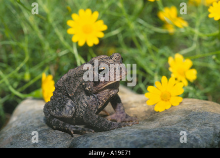 Nachdenklich American toad im Blumengarten sitzt ruhig auf einem Felsen durch leuchtend gelbe Blüten im Sommer umgeben, Midwest USA Stockfoto