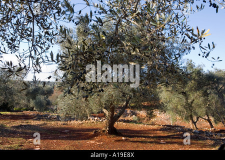 Olivenbäume bereit für die Ernte, Apulien Süditalien Stockfoto