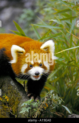Red Panda Ailurus Fulgens Wolong Nature Reserve Provinz Sichuan China Stockfoto