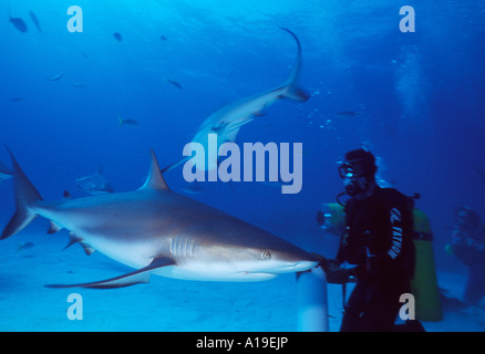 Bahamas Freeport Karibik Black tip Reef Shark Haie um Scuab Taucher unter Wasser Stockfoto