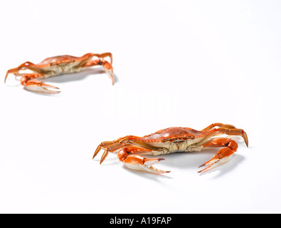 Zwei gedünstete Krabben auf weißem Hintergrund Stockfoto