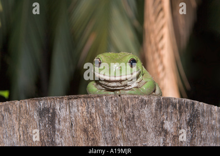 Green Tree Frog Litoria caerulea Stockfoto