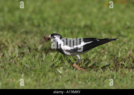 Elster Lerche Grallina Cyanoleuca weiblich Schlamm für den Nestbau zu sammeln Stockfoto