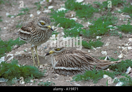 Stein Brachvögel brüten Burhinus Breckland oadicnemus in Norfolk, England Stockfoto