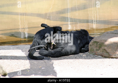 Klammeraffen schlafen in John Ball Zoo, Grand Rapids, Michigan Stockfoto