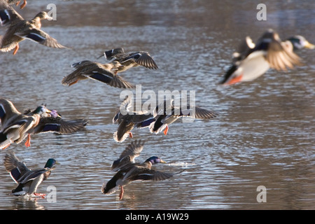 Enten, die Landung Stockfoto