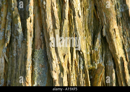 Tief zerfurchte Rinde eines Baumes Osage Orange Stockfoto