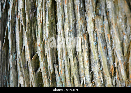 Tief zerfurchte Rinde eines Baumes Osage Orange Stockfoto