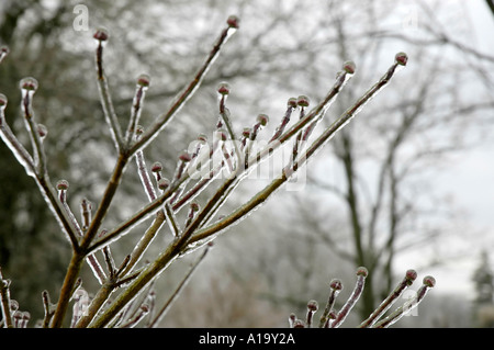 Hartriegel Baum mit Zweigen und Knospen eingehüllt in einer dicken Schicht aus Eis von einem Wintersturm Eis Stockfoto