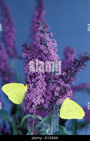 Zwei gelbe Schwefel Schmetterlinge auf einem blühenden Lila Flieder Blumen, Missouri USA Stockfoto