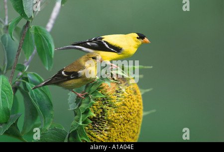 Männlichen und weiblichen amerikanischen Stieglitz, Zuchtjahr Tristis auf Sonnenblumen Samen. Missouri, Vereinigte Staaten von Amerika. Stockfoto