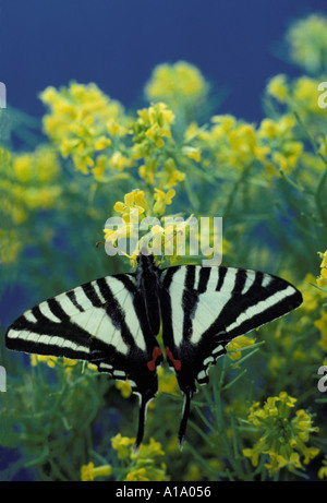 Zebra Schwalbenschwanz Schmetterling, protographium Marcellus, Hocken mit Flügeln auf empfindlichen gelbe Wildblumen im Sommer ausgestreckt, Missouri USA Stockfoto