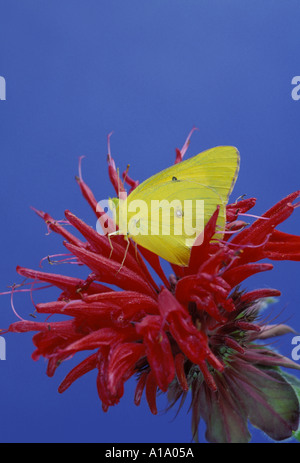 Gelb delikate Schwefel Schmetterling Sitzstangen auf eine helle rote Biene Balsam, Monarda, Blume mit einem hellen blau Sommer Hintergrund, Missouri, USA Stockfoto